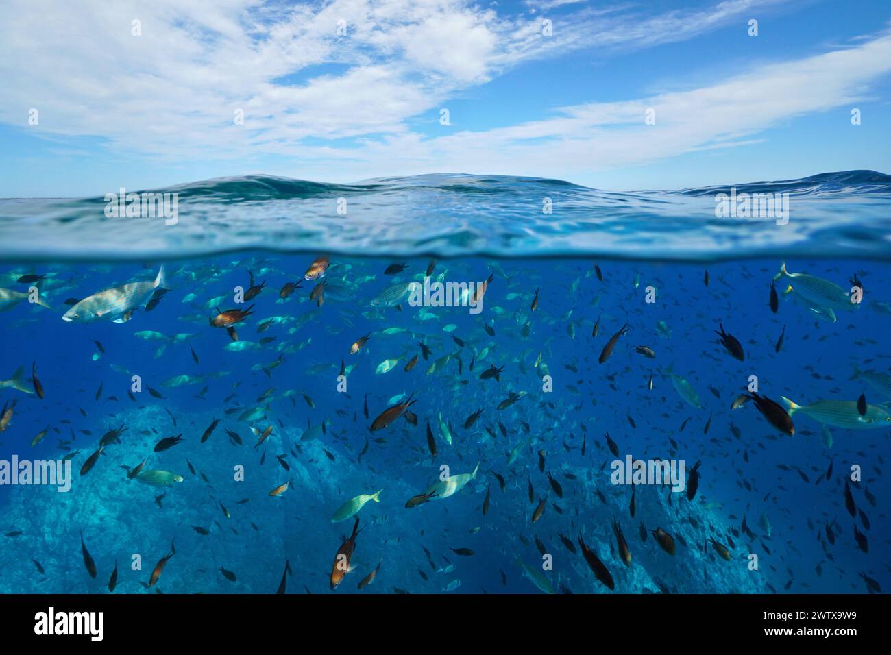 Banc de poissons sous l'eau dans la mer Méditerranée et ciel bleu avec nuages, vue divisée sur et sous la surface de l'eau, scène naturelle, France Banque D'Images