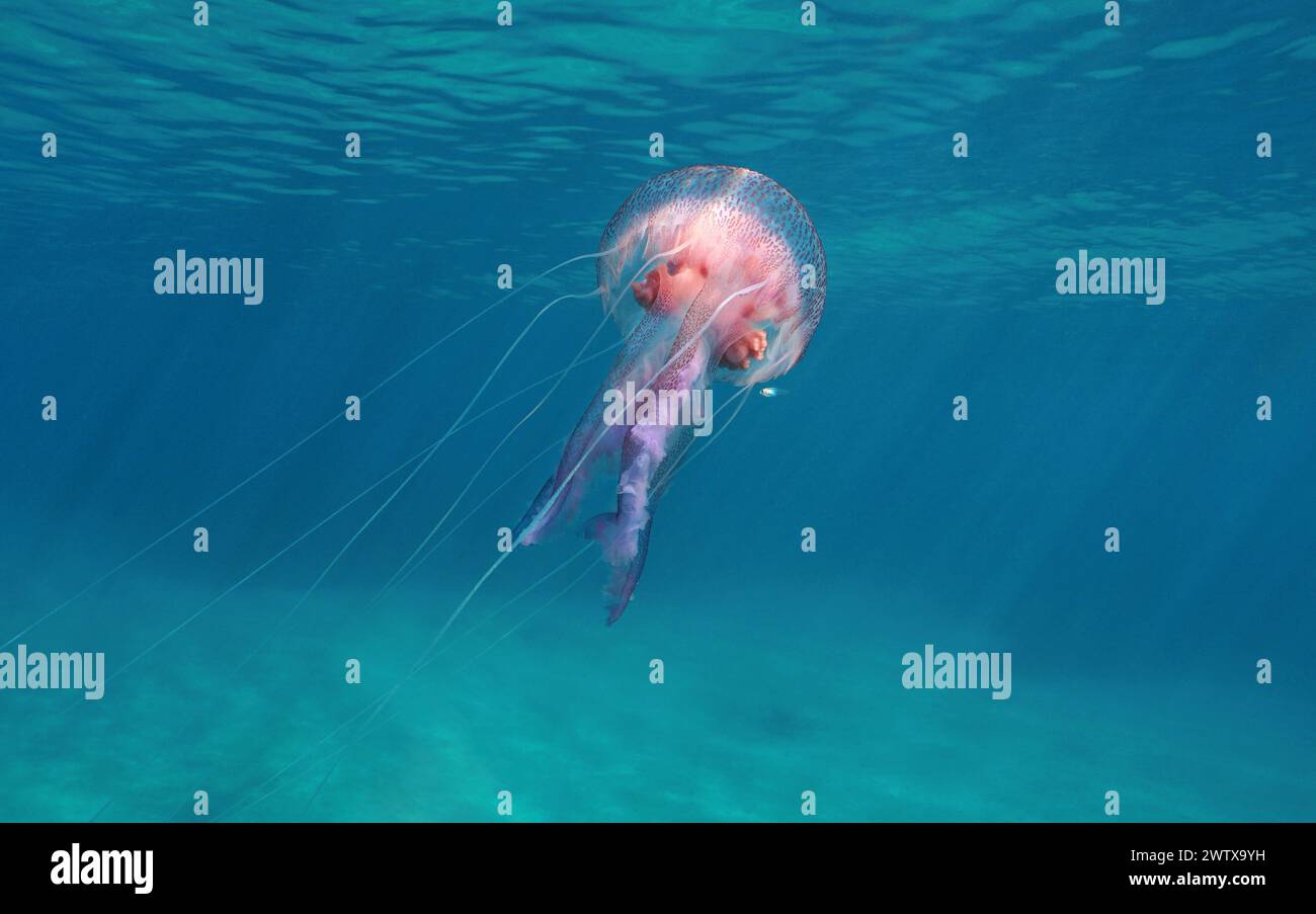 Méduses sous l'eau dans la mer, Pelagia noctiluca, scène naturelle, Méditerranée, Italie Banque D'Images