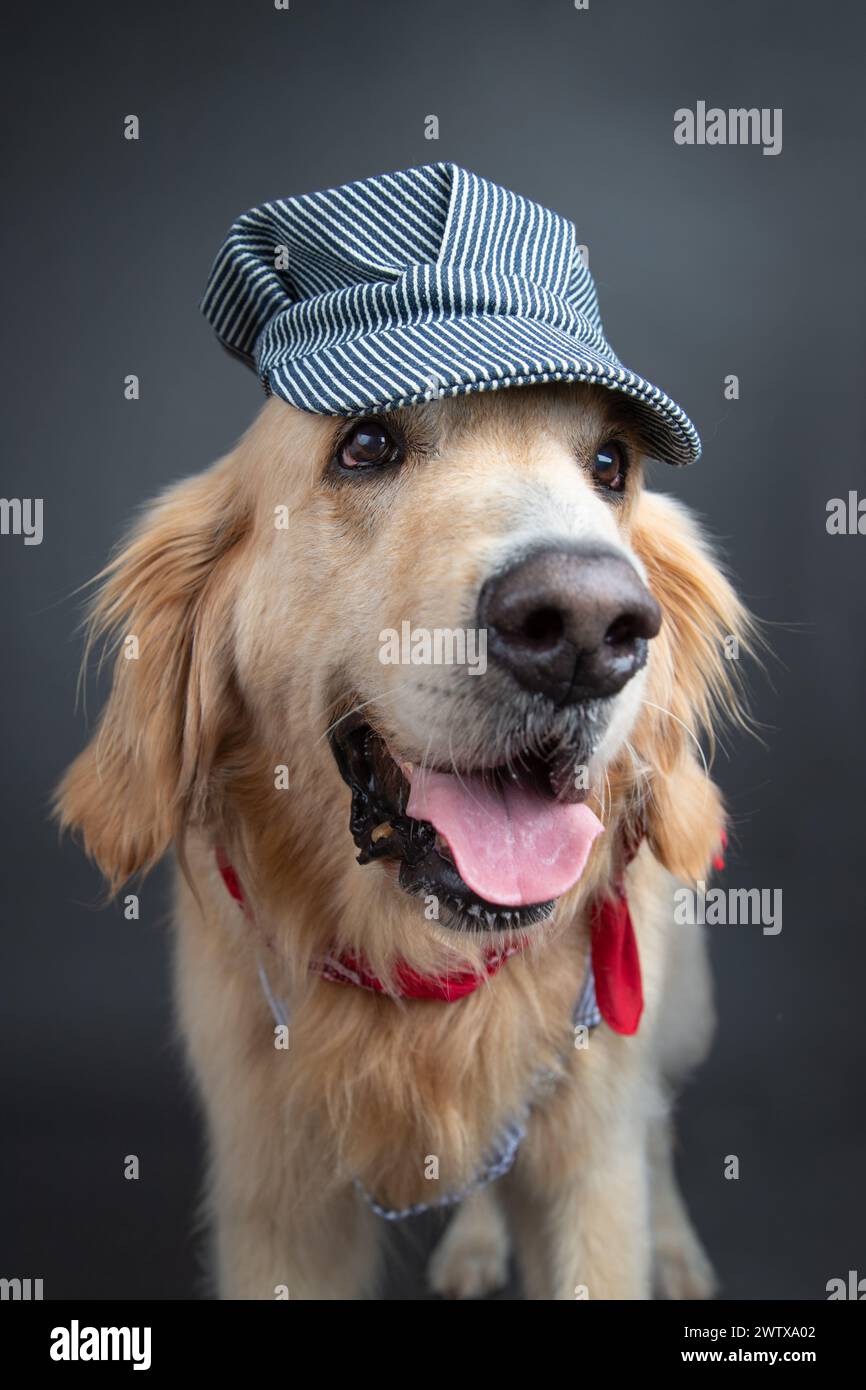 Portrait d'un Golden retriever portant une casquette et un bandana Banque D'Images