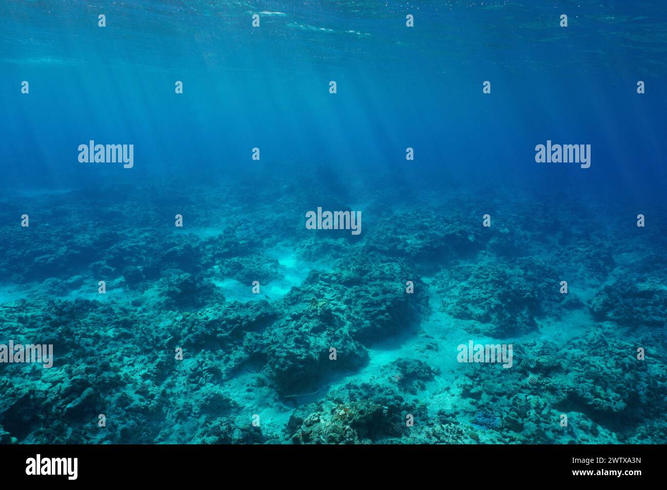 Fond marin naturel fond sous-marin dans l'océan Pacifique sud, Rurutu, îles Australes, Polynésie française Banque D'Images