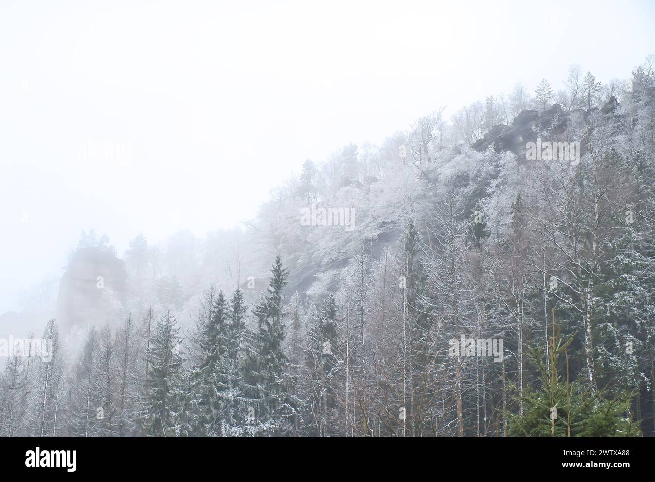 Vue sur le grand Zschirnstein avec des arbres enneigés et lever de soleil dans le brouillard, sur le sommet, lors d'une randonnée. Depuis le parc naturel de l'Elbe Sandstone Mo Banque D'Images