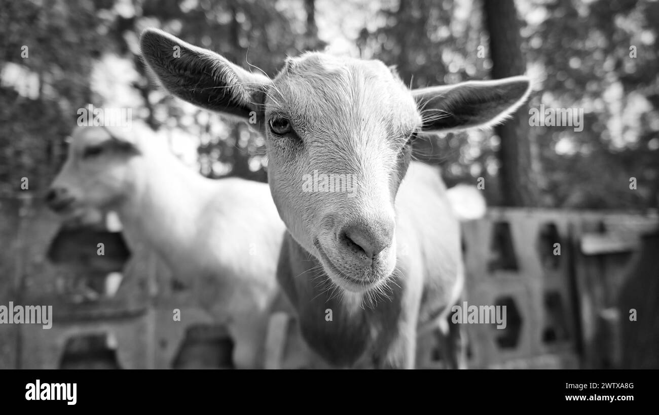 Portrait d'une chèvre en noir et blanc. Drôle de photo d'animal. Animal de ferme à la ferme. Gros plan animal photo Banque D'Images