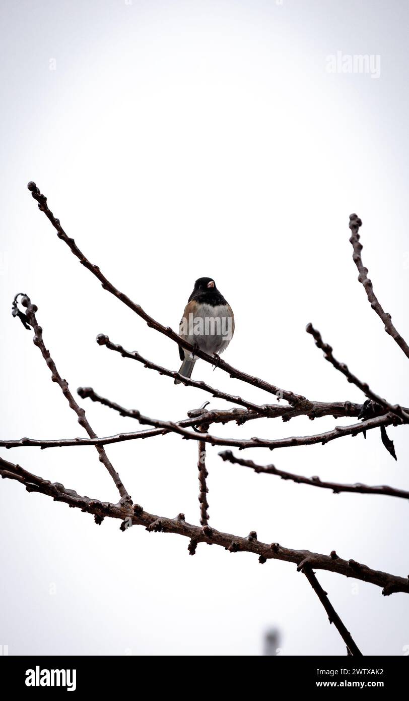 Un Junko aux yeux sombres perché sur une branche d'arbre contre le ciel Banque D'Images