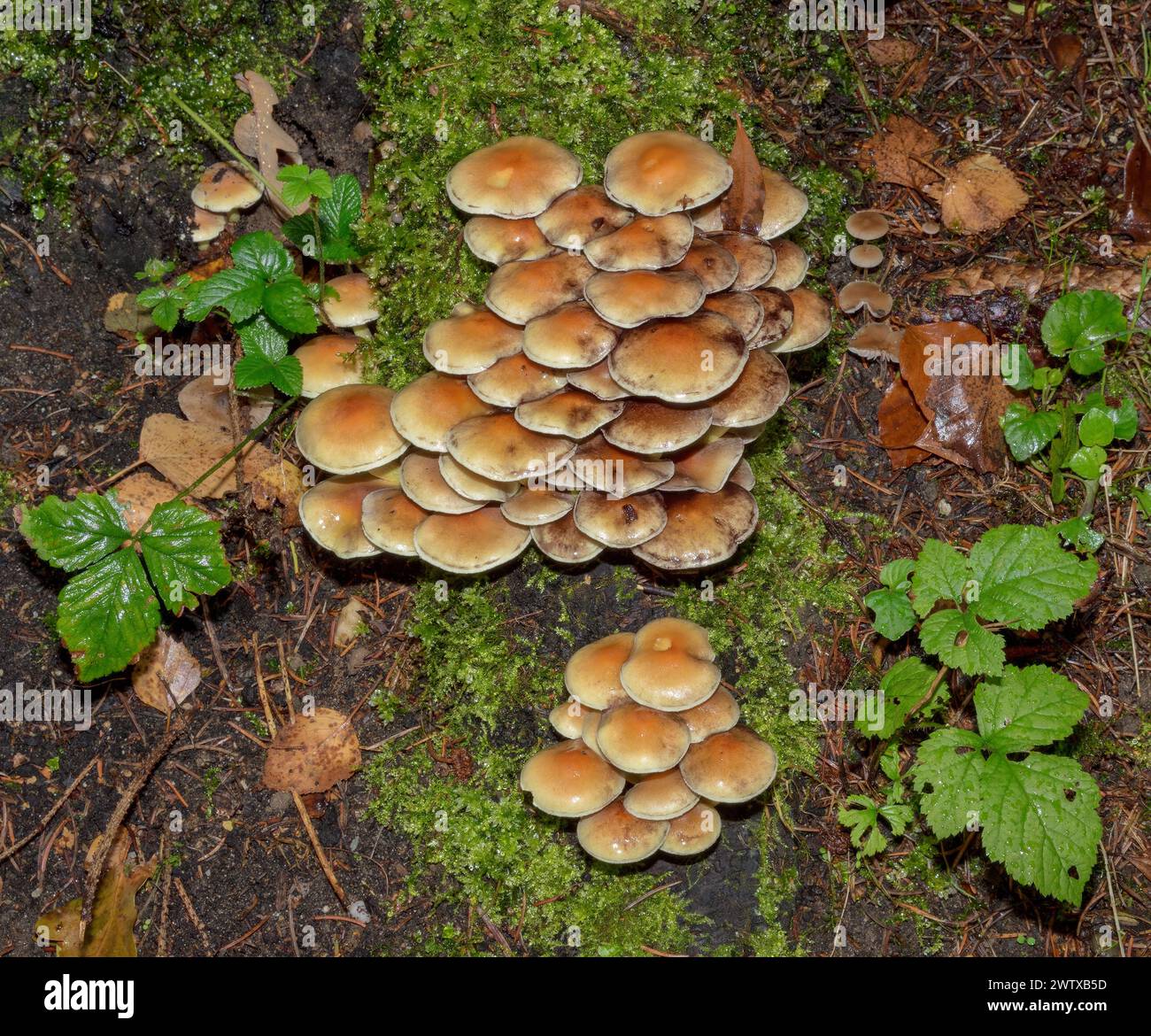 Rustgill commun resp. Gymnopilus pénétrans, région du Bas-Rhin, Allemagne Banque D'Images