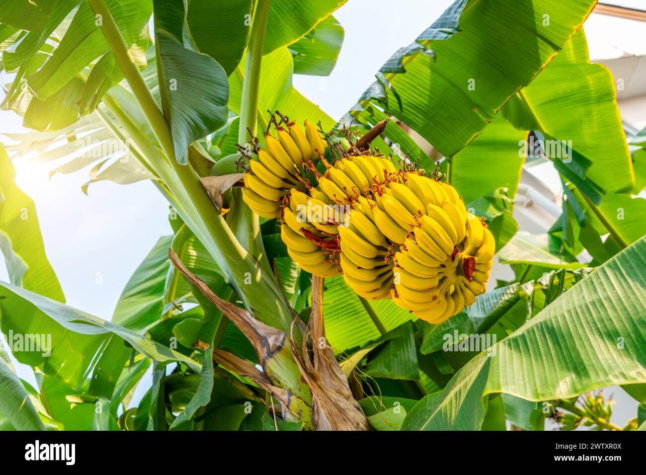 Les bananes jaunissantes mûres pendent en grappes sur les plantations de bananes. Culture de bananes à l'échelle industrielle pour l'exportation mondiale Banque D'Images