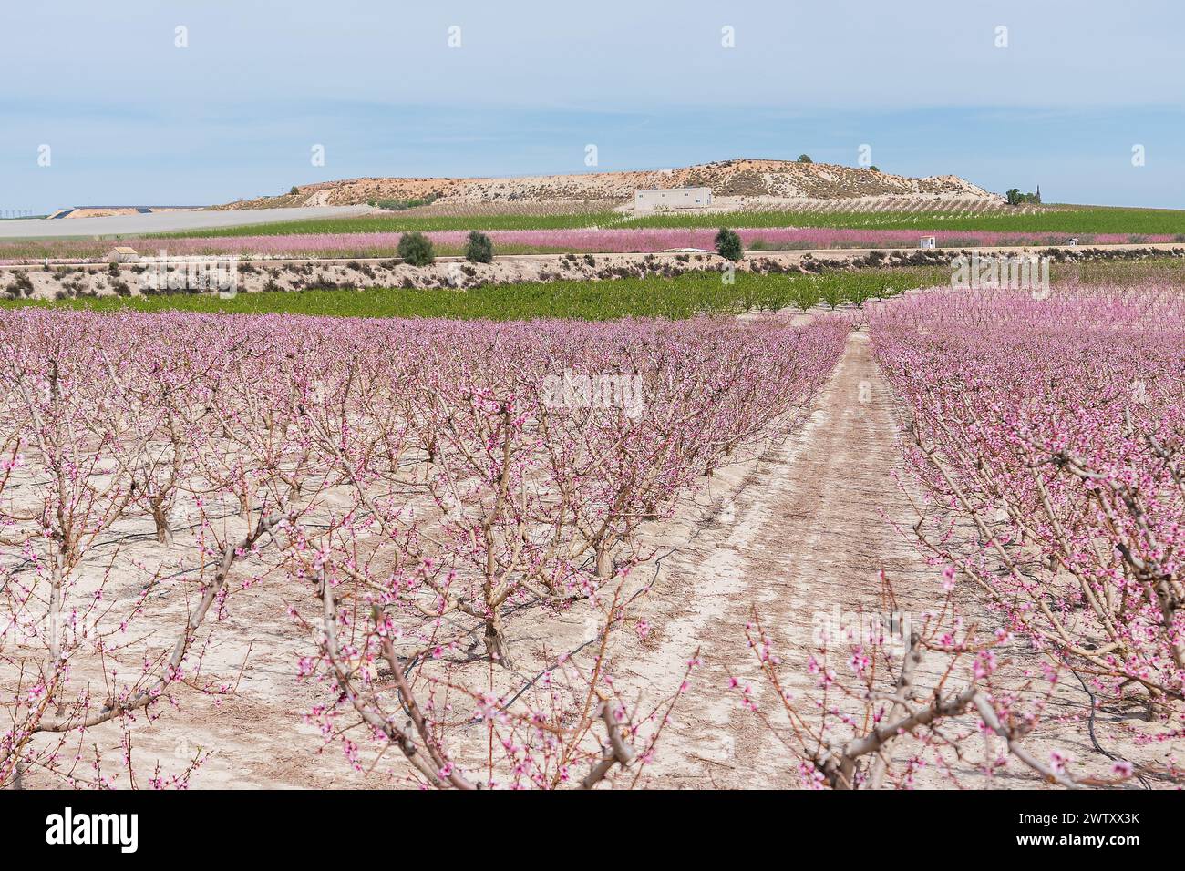 Arbres en fleurs roses dans un verger avec sol de premier plan Banque D'Images