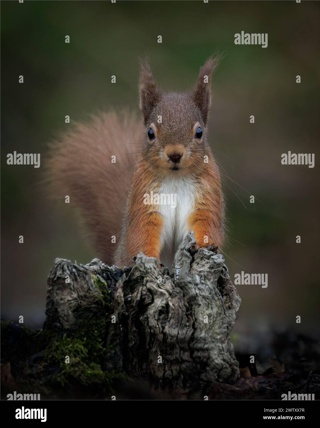 Red Squirrel Stare Banque D'Images