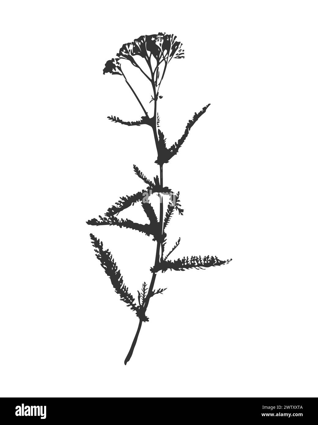 Empreinte de silhouette vectorielle noir et blanc d'Achillea d'une herbe avec des fleurs Achillea Millefolium, élément pour la conception florale décorative, isolé sur whit Illustration de Vecteur