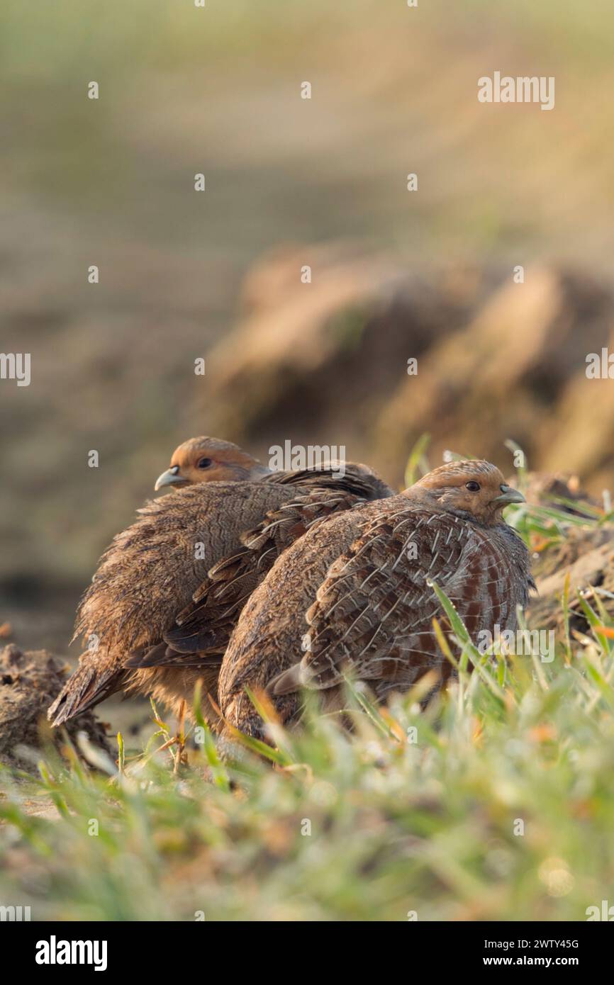 Perdrix grises ( Perdix perdix ) se cachant sur des terres agricoles, bien camouflées, timides, regardant attentivement, au lever du jour, faune, Europe. Banque D'Images