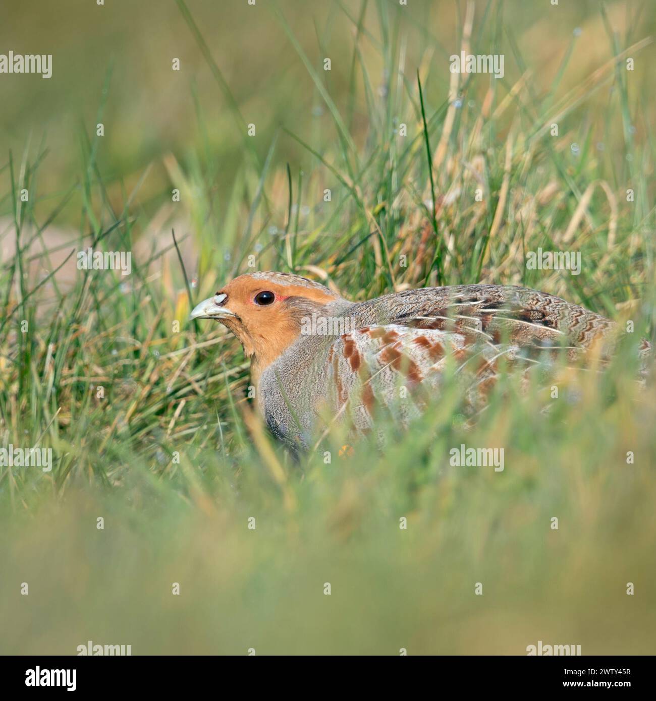 Perdrix grise ( Perdix perdix ), assis, caché dans un pré, oiseau rare de champs ouverts et de terres agricoles, menacent par l'agriculture intensive, faune Europe. Banque D'Images