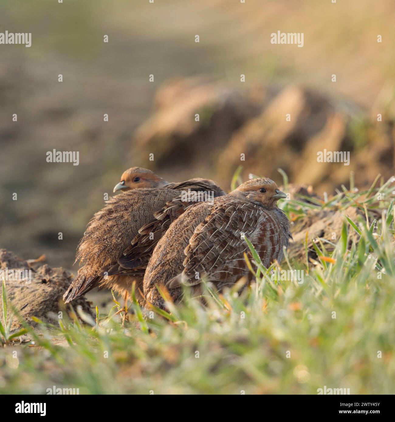 Perdrix grises ( Perdix perdix ) se cachant sur des terres agricoles, bien camouflées, timides, regardant attentivement, au lever du jour, faune, Europe. Banque D'Images