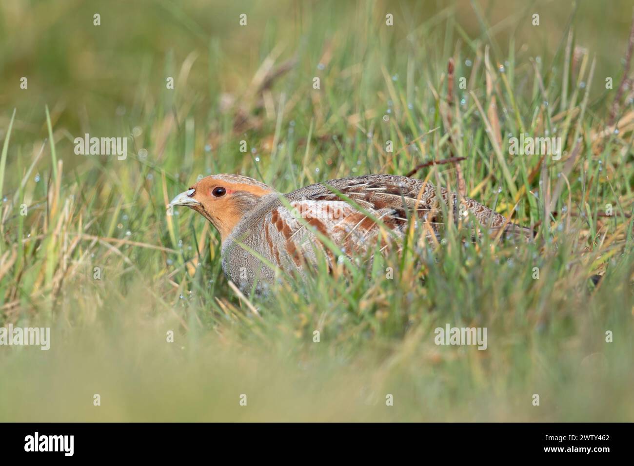 Perdrix grise ( Perdix perdix ), assis, caché dans un pré, oiseau rare de champs ouverts et de terres agricoles, menacent par l'agriculture intensive, faune Europe. Banque D'Images