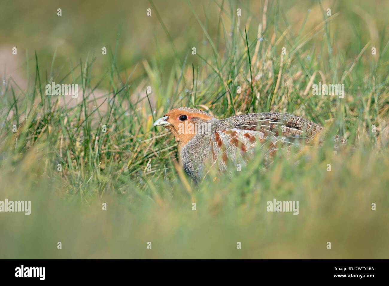 Perdrix grise ( Perdix perdix ), assis, caché dans un pré, oiseau rare de champs ouverts et de terres agricoles, menacent par l'agriculture intensive, faune Europe. Banque D'Images