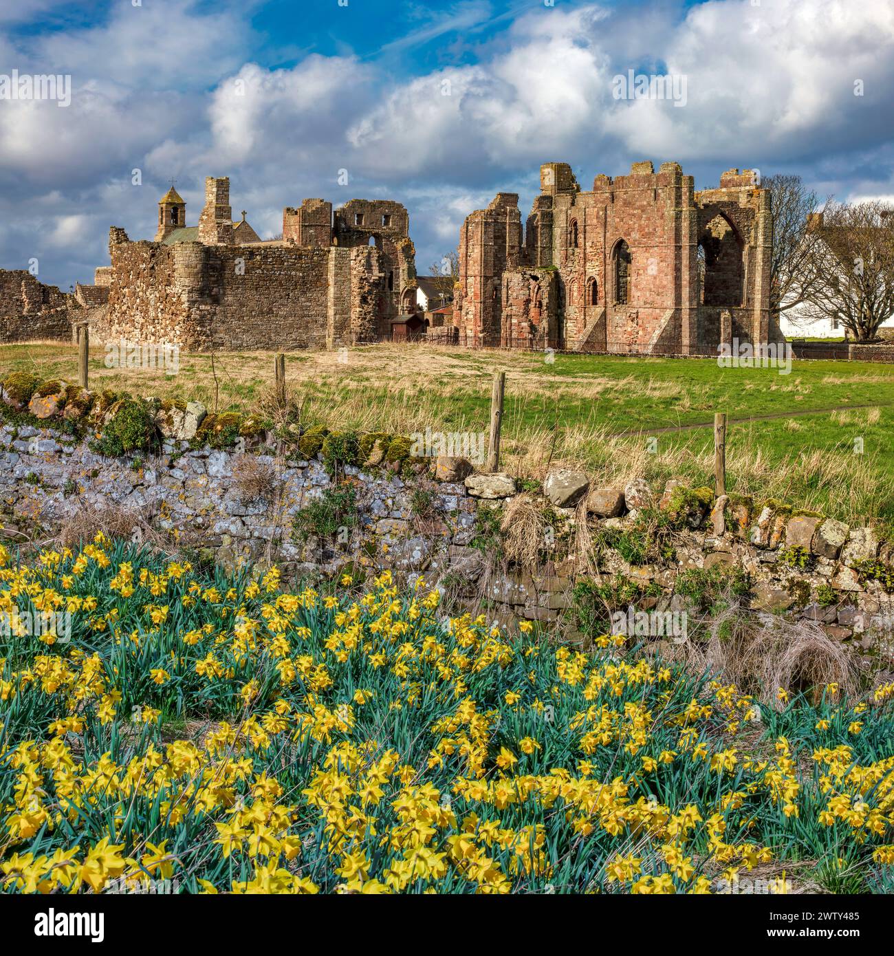 Vue au printemps avec jonquilles au premier plan du prieuré de Lindisfarne sur l'île Sainte de Lindisfarne dans le Northumberland, Angleterre, Royaume-Uni Banque D'Images