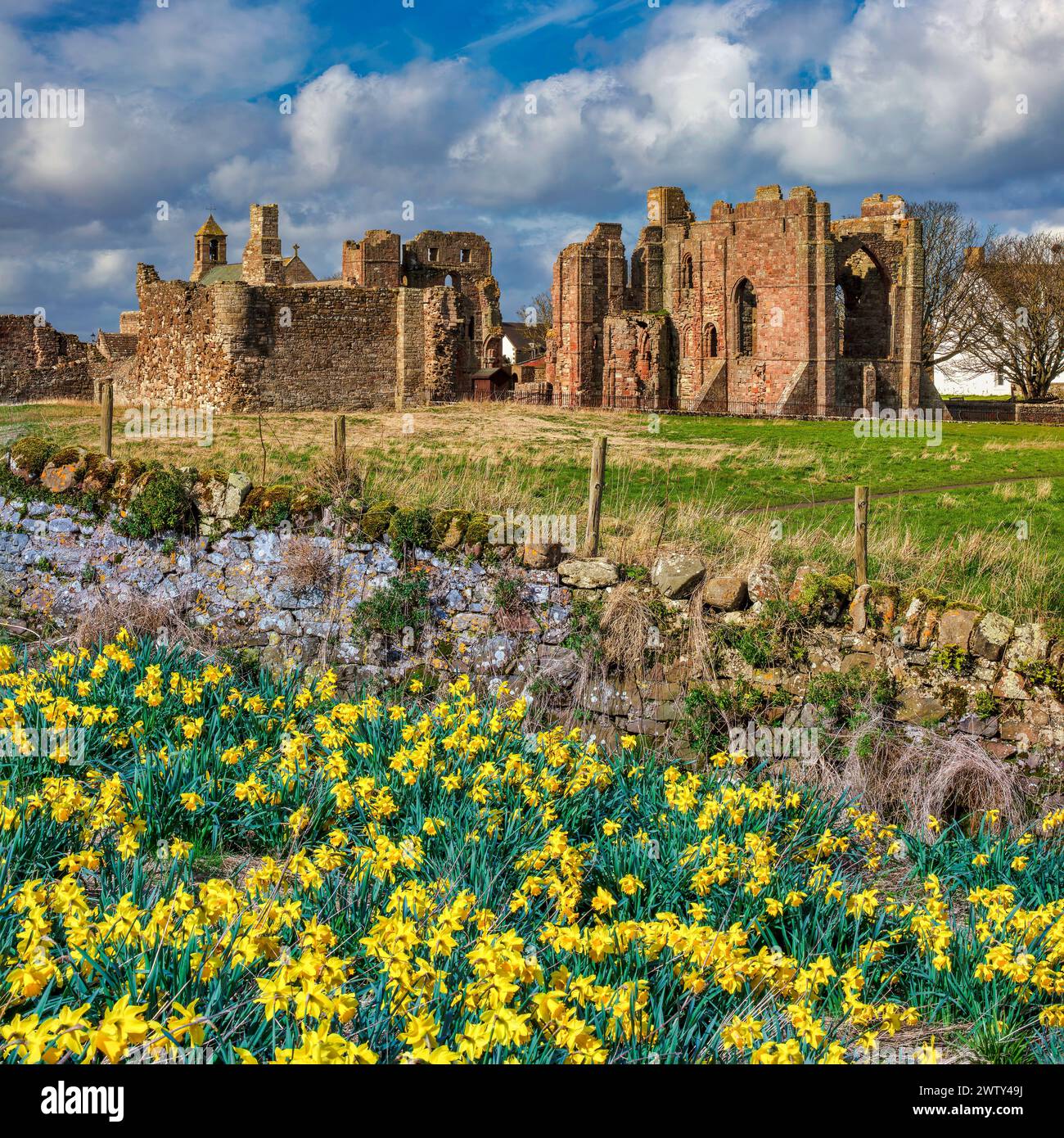 Vue au printemps avec jonquilles au premier plan du prieuré de Lindisfarne sur l'île Sainte de Lindisfarne dans le Northumberland, Angleterre, Royaume-Uni Banque D'Images