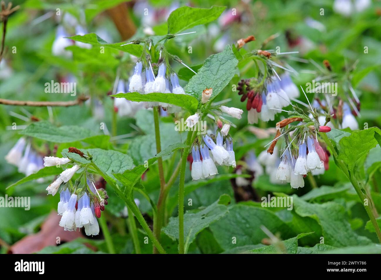 Consoude commune blanche et violette en fleur. Banque D'Images