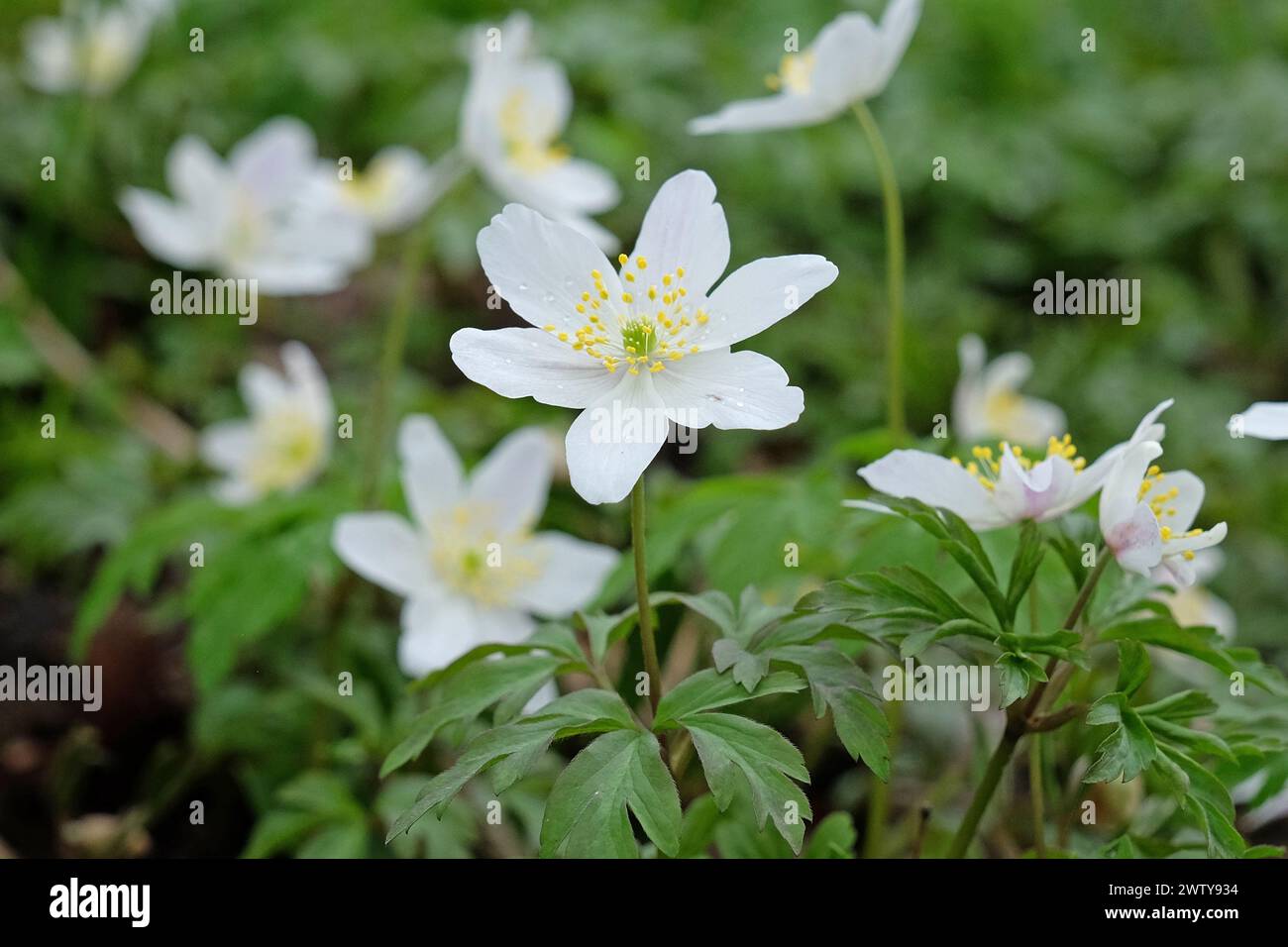 Anémone de bois blanc en fleur. Banque D'Images