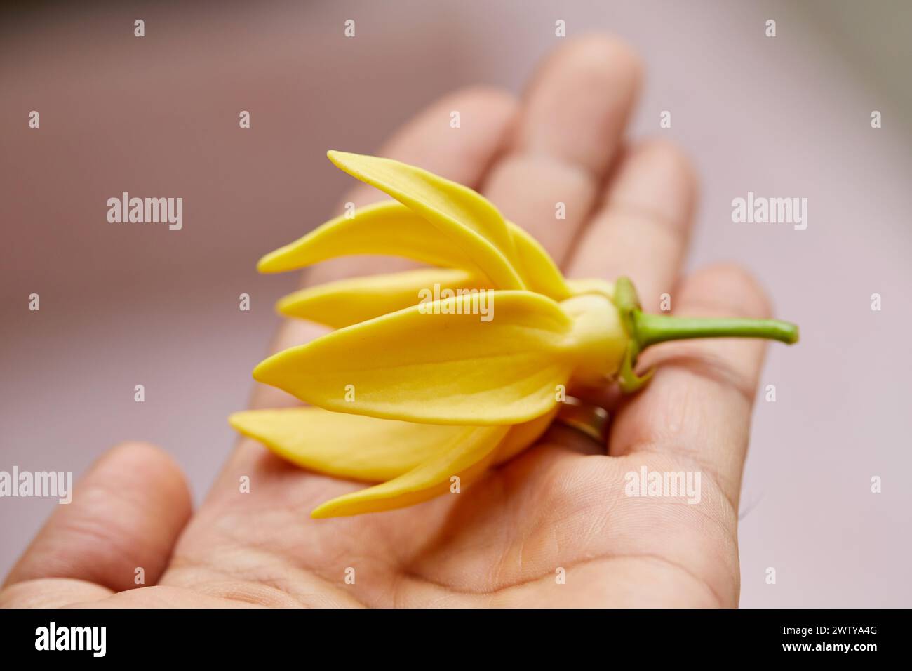 Vue rapprochée de la fleur d'ylang-ylang grimpante à portée de main Banque D'Images