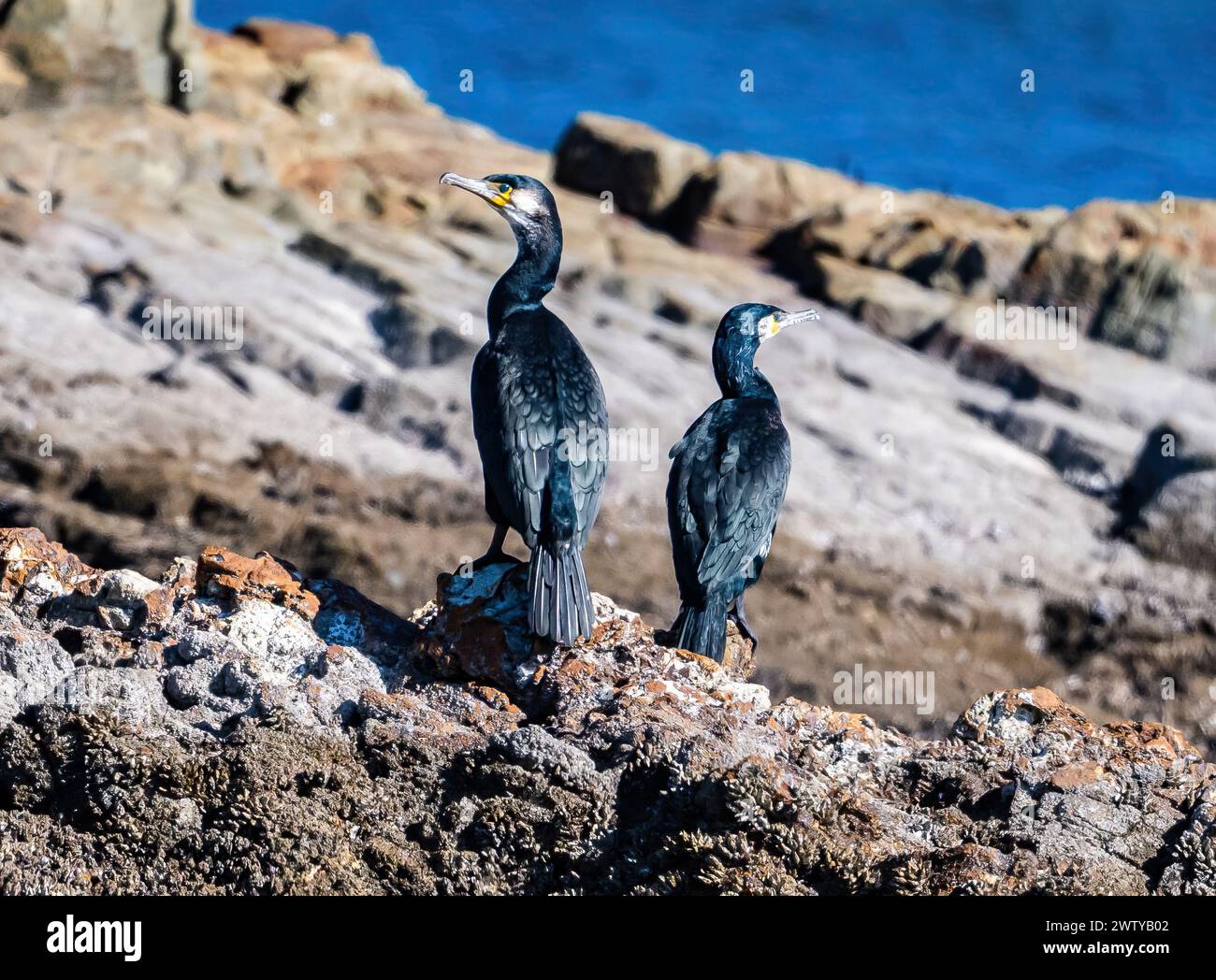 Une paire de cormorans japonais (Phalacrocorax capillatus) perchée sur un rocher. Miyazaki, Japon. Banque D'Images