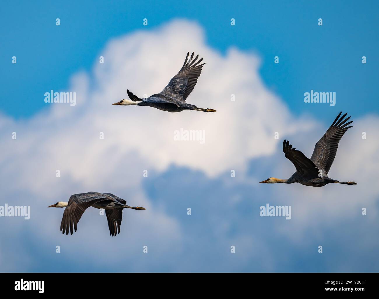 ThreeHooded Cranes (Grus monacha) survolant. Kagoshima, Japon. Banque D'Images