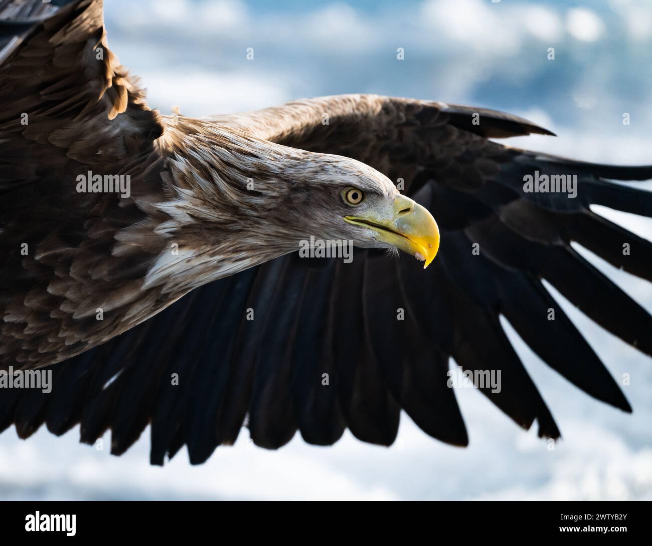 Gros plan sur la tête d'un aigle à queue blanche (Haliaeetus albicilla) en vol. Hokkaido, Japon. Banque D'Images