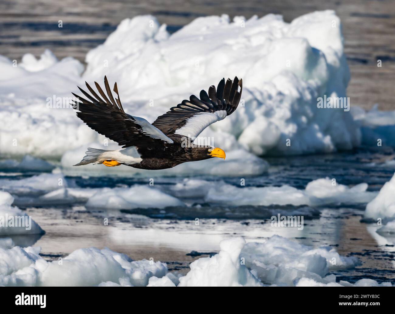 Un aigle de mer de Steller (Haliaeetus pelagicus) survolant de la glace de mer flottante. Hokkaido, Japon. Banque D'Images