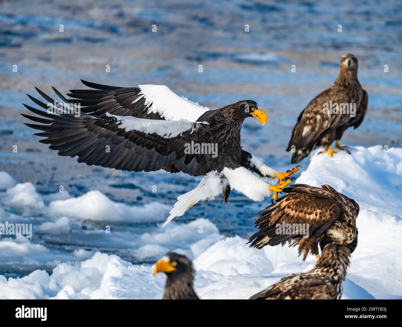 Un aigle de mer de Steller (Haliaeetus pelagicus) atterrissant sur de la glace flottante. Hokkaido, Japon. Banque D'Images
