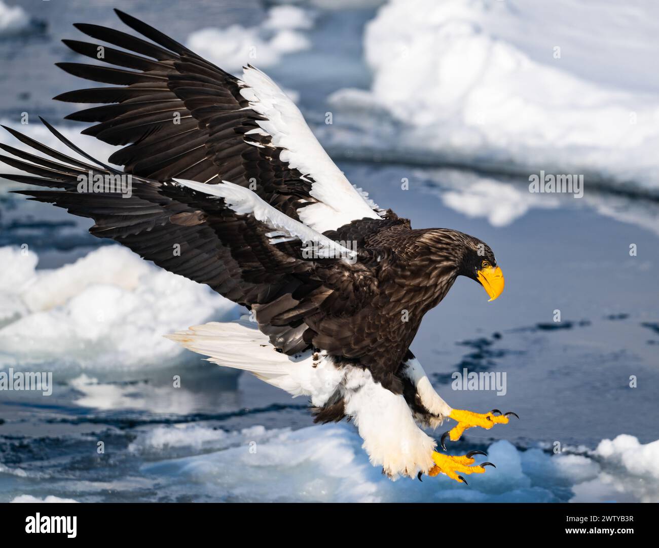 Un aigle de mer de Steller (Haliaeetus pelagicus) bondissant sur un poisson. Hokkaido, Japon. Banque D'Images