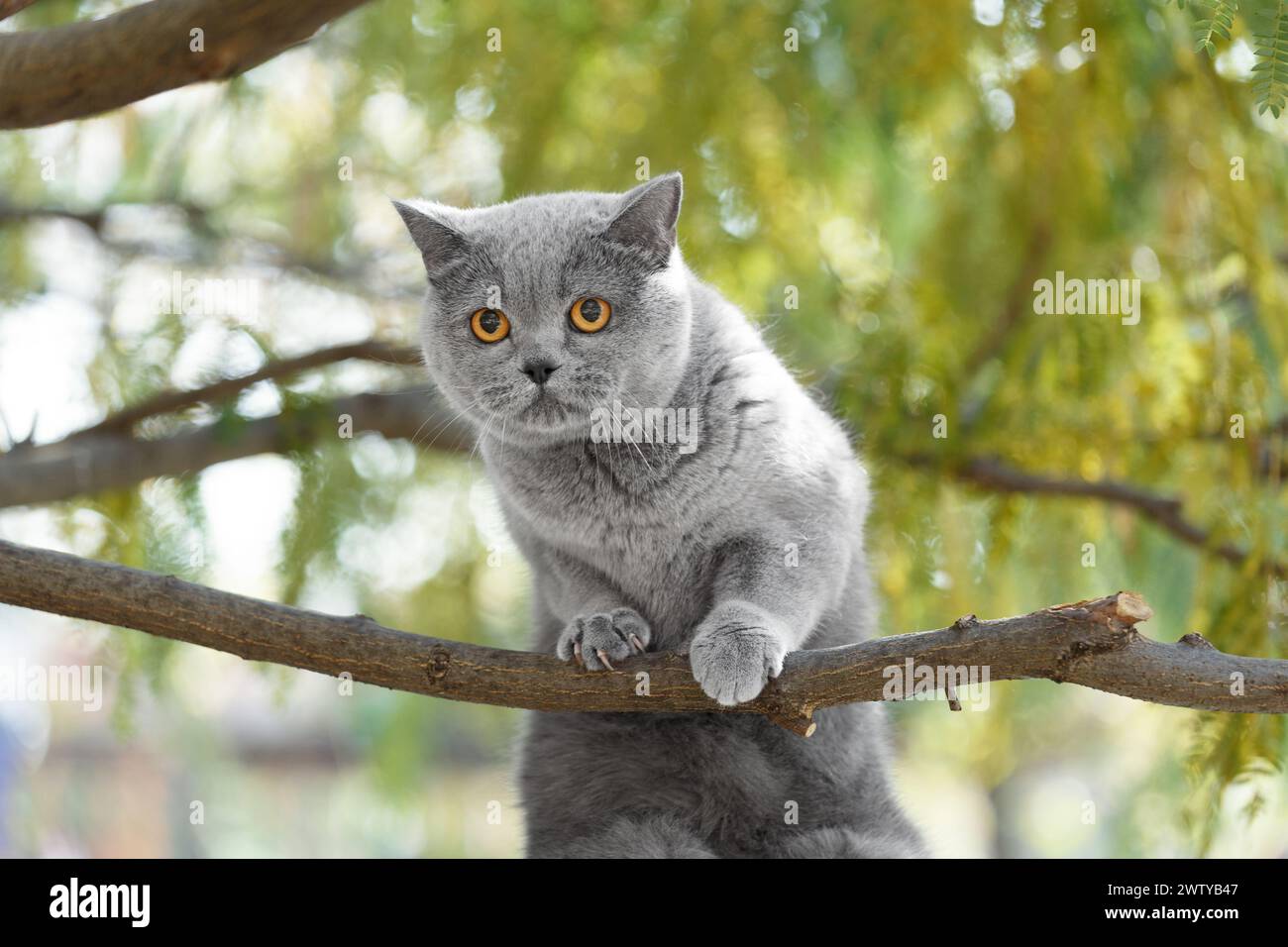 Chat britannique domestique assis sur un arbre. Animaux de compagnie marchant à l'extérieur. Un chat écossais est monté sur une branche d'arbre et a l'air effrayé. Banque D'Images