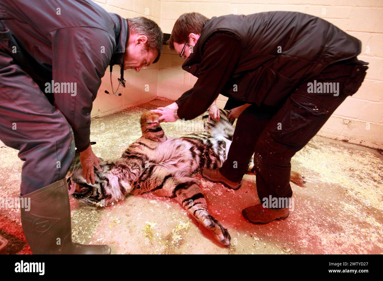 17/02/12. ..Un vétérinaire travaille avec soin pour effectuer un médical complet sur un tigre qui pourrait se réveiller à toute minute. ..John Lewis, utilise une fléchette, chargée d'enou Banque D'Images