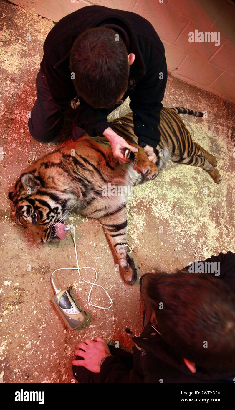 17/02/12. ..Un vétérinaire travaille avec soin pour effectuer un médical complet sur un tigre qui pourrait se réveiller à toute minute. ..John Lewis, utilise une fléchette, chargée d'enou Banque D'Images