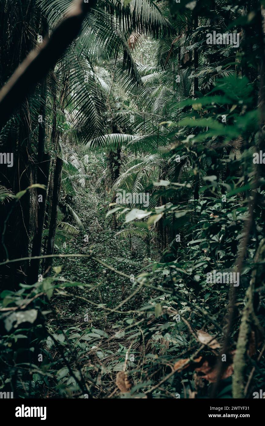 Un chemin dans la forêt amazonienne Banque D'Images