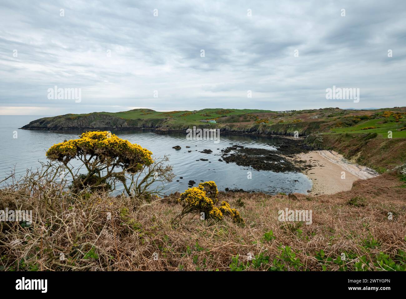 Porth Wen sur la côte nord d'Anglesey, au nord du pays de Galles. Vue de cette baie isolée par un jour de printemps nuageux. Banque D'Images