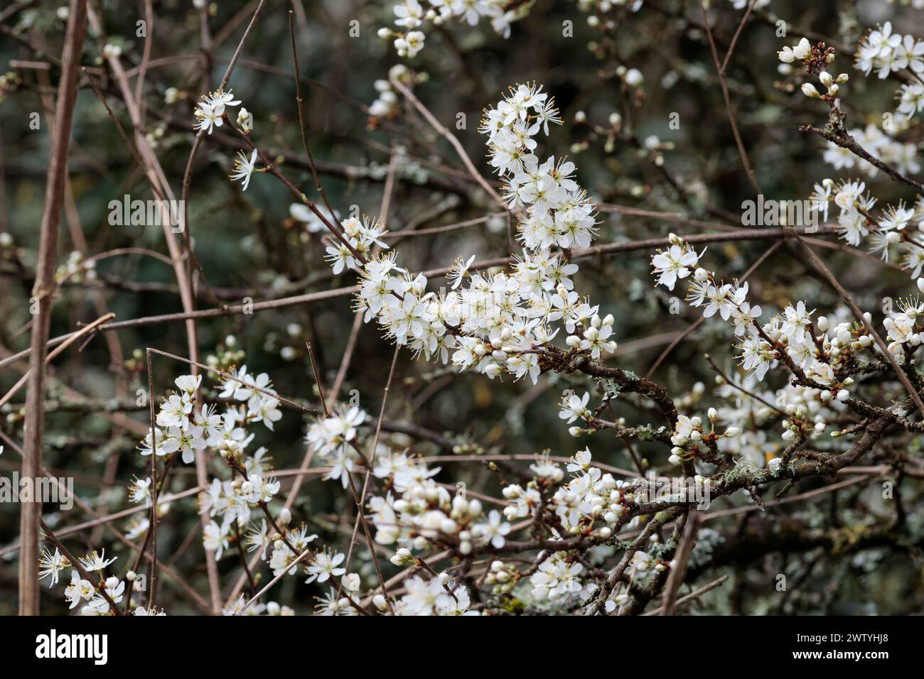 Blackthorn Prunus spinosa, arbuste de haies épineuses saison de printemps UK plusieurs fleurs blanches à cinq pétales apparaissent avant les feuilles avec de longues étamines Banque D'Images