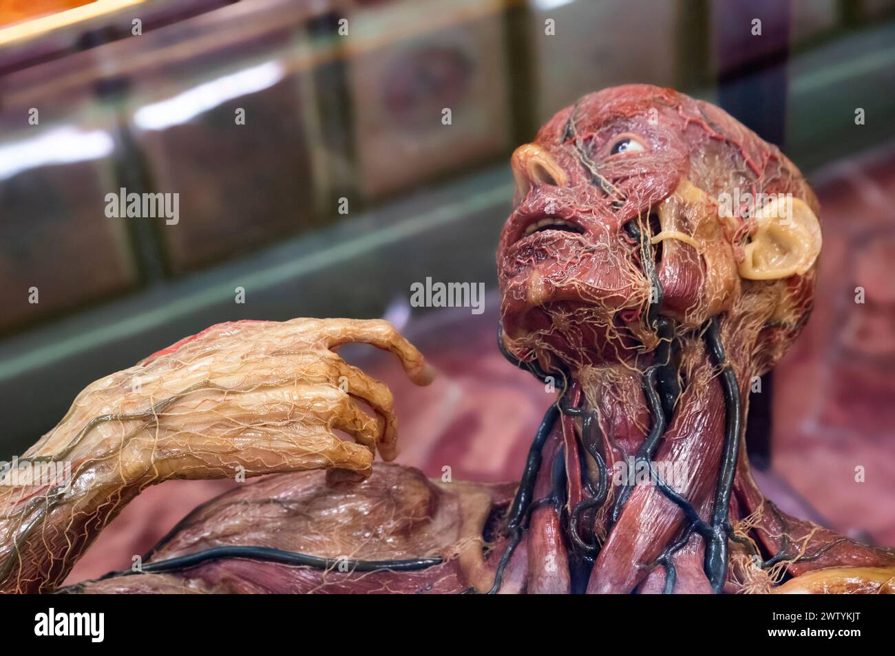 Modèle anatomique en cire d'un homme montrant des organes internes, dans une vitrine en bois. Banque D'Images