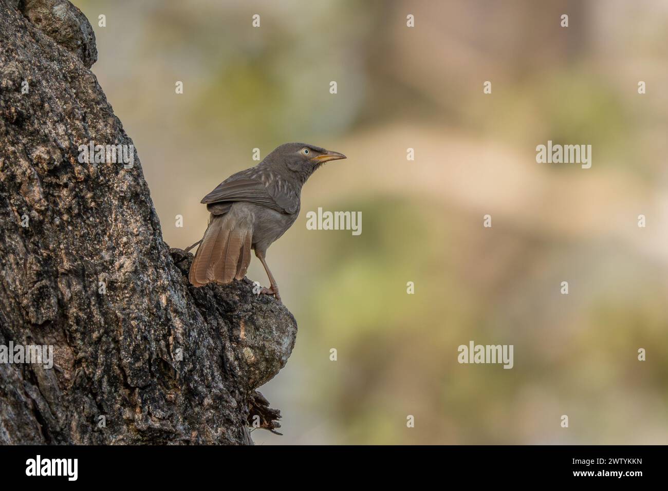 Jungle Babbler - Argya striata, oiseau perché brun caché timide des forêts et des bois d'Asie du Sud, réserve de tigres de Nagarahole, Inde. Banque D'Images