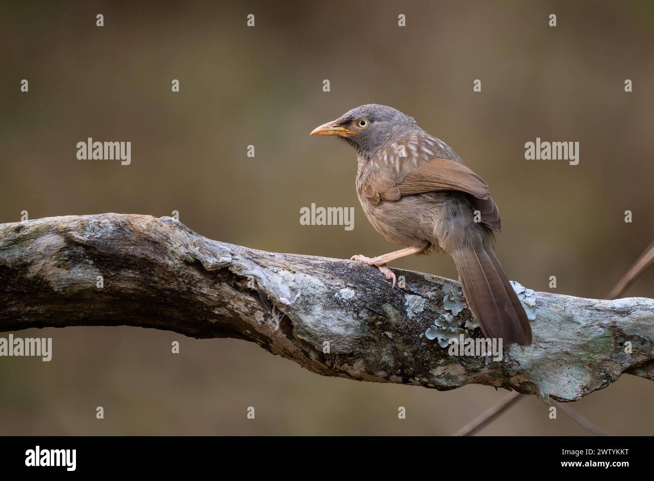 Jungle Babbler - Argya striata, oiseau perché brun caché timide des forêts et des bois d'Asie du Sud, réserve de tigres de Nagarahole, Inde. Banque D'Images