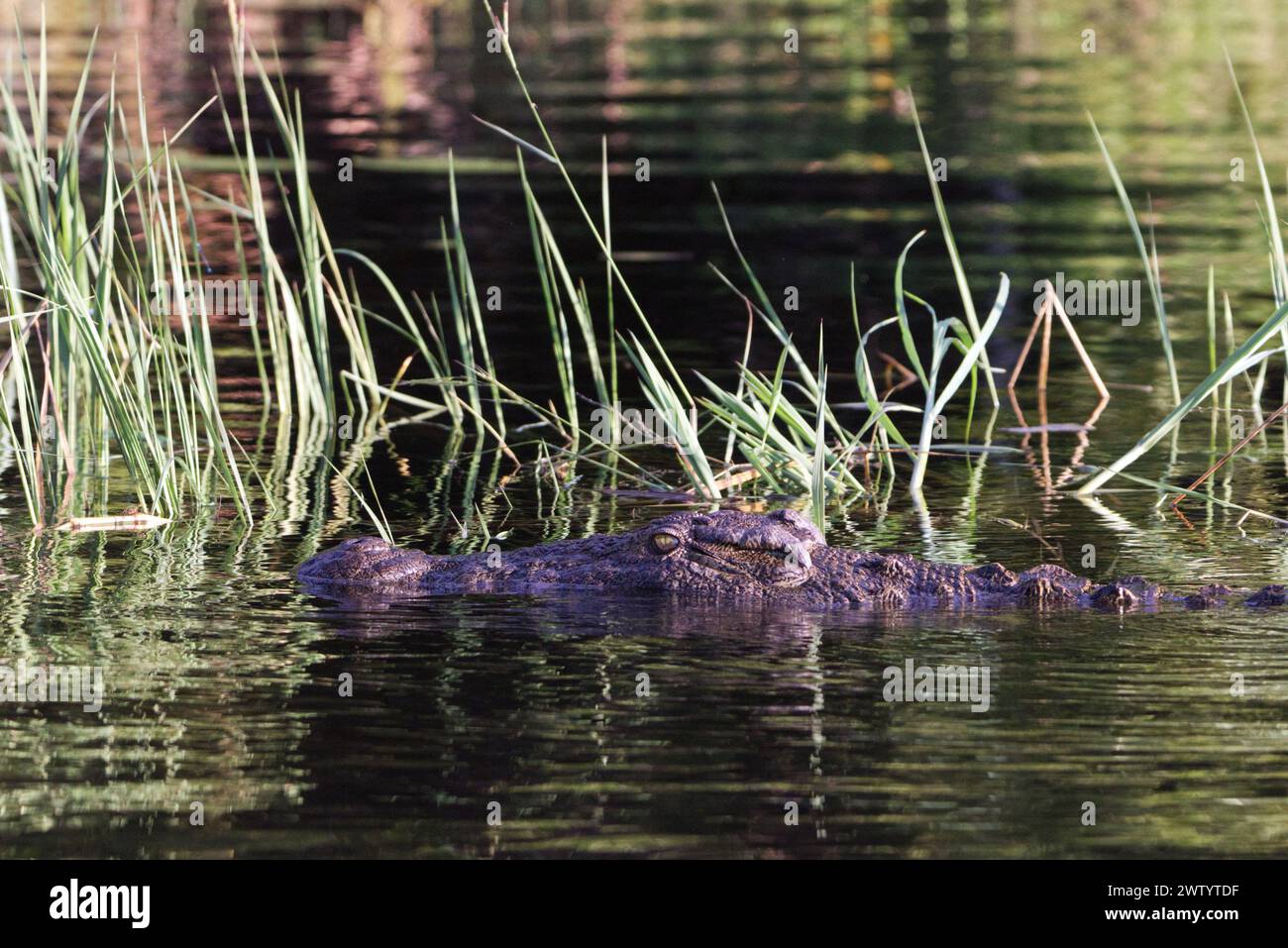 Crocodile à moitié submergé comme vu lors d'un safari dans le parc national de Chobe, Botswana, Afrique australe Banque D'Images