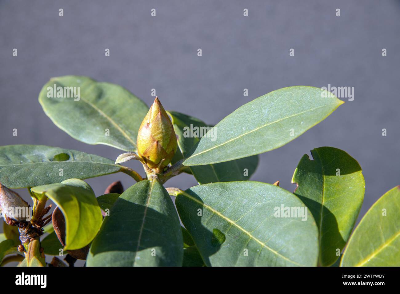 Bourgeon de Rhododendron en rosette foliaire Banque D'Images