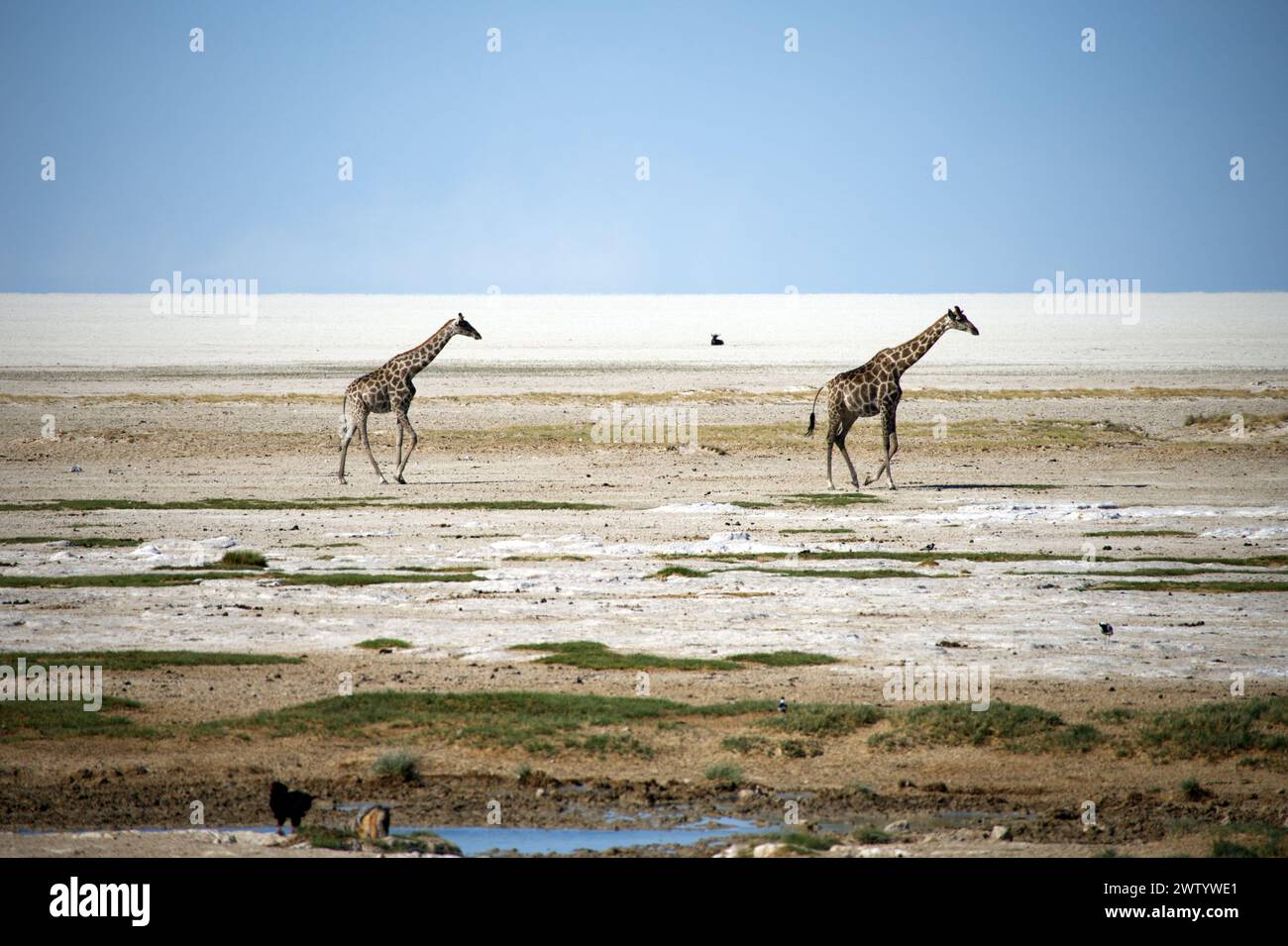 Girafes courant à travers le désert sec, comme on le voit lors d'un safari dans le parc national d'Etosha, Namibie, Afrique australe Banque D'Images