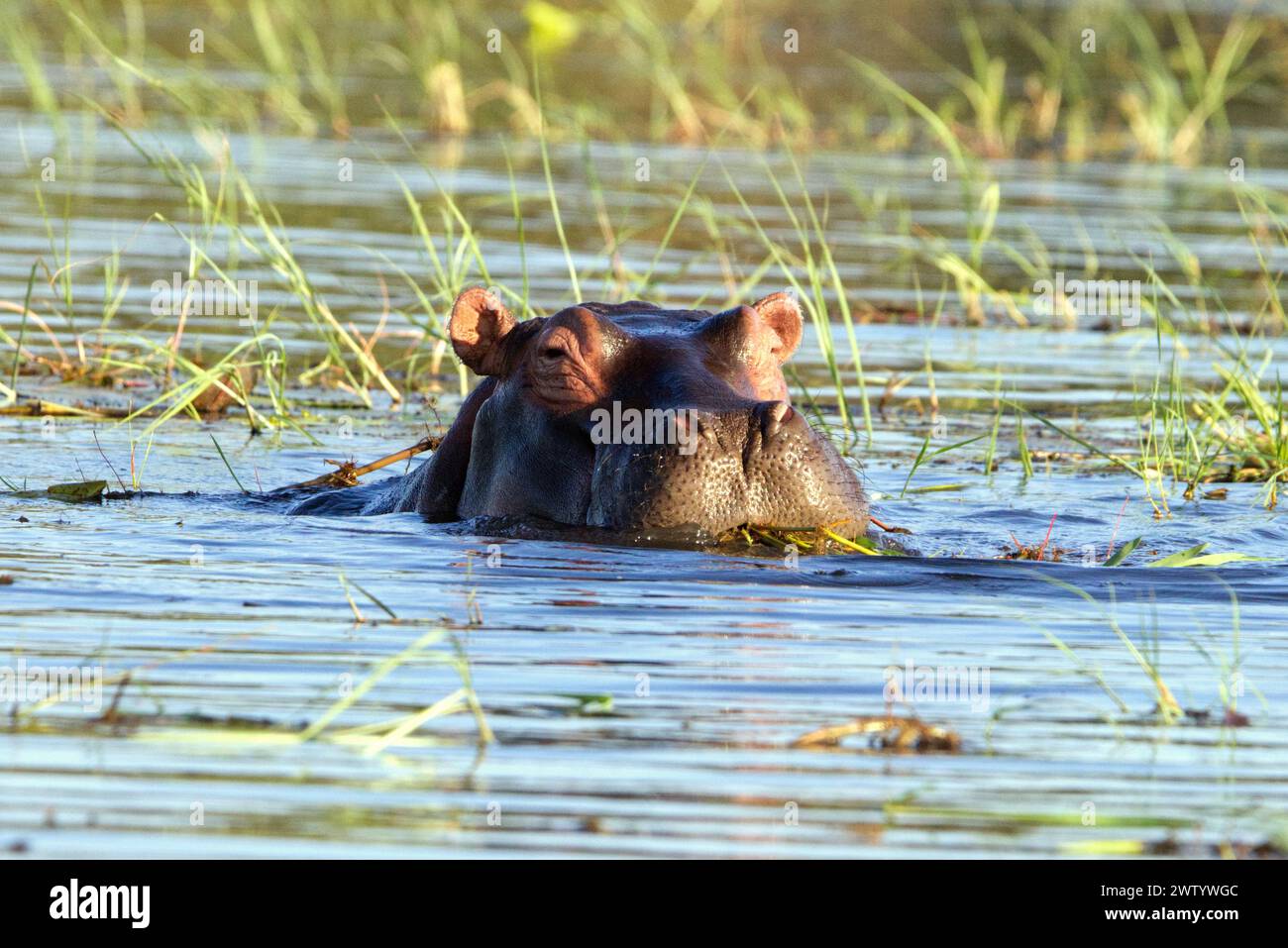 Hippopotame dans la rivière Chobe vu lors d'un safari dans le parc national de Chobe, Botswana, Afrique australe Banque D'Images