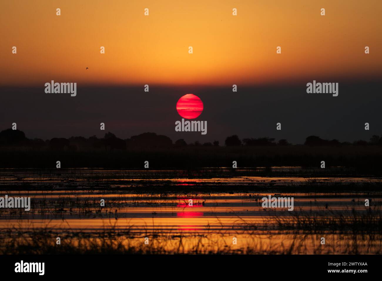 Coucher de soleil sur la rivière Chobe au Botswana, Afrique australe Banque D'Images