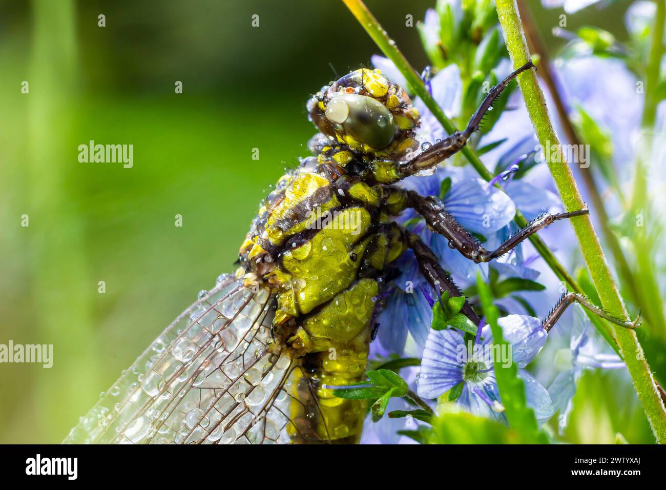 Dragonfly Gomphus vulgatissimus en face de fond vert macro tourné avec rosée. sur les ailes. Fleurs bleues le matin d'une journée ensoleillée d'été. Banque D'Images