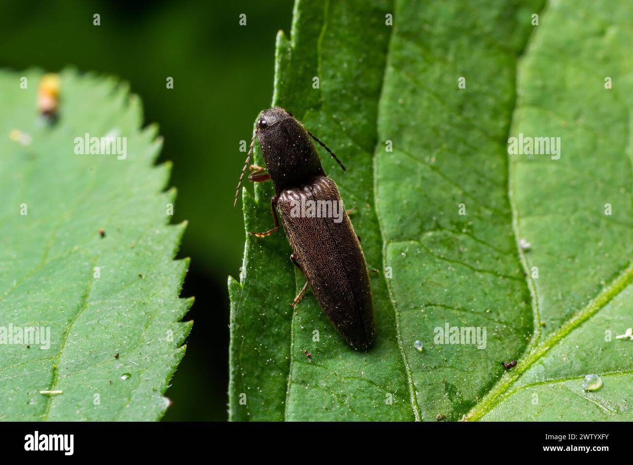 Gros plan sur un coléoptère brune velu, Athous hémorroïdalis, assis sur une feuille verte dans la forêt. Banque D'Images