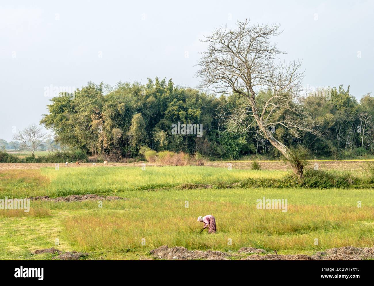 Agriculture traditionnelle sur l'île de Majuli, Assam, Inde Banque D'Images