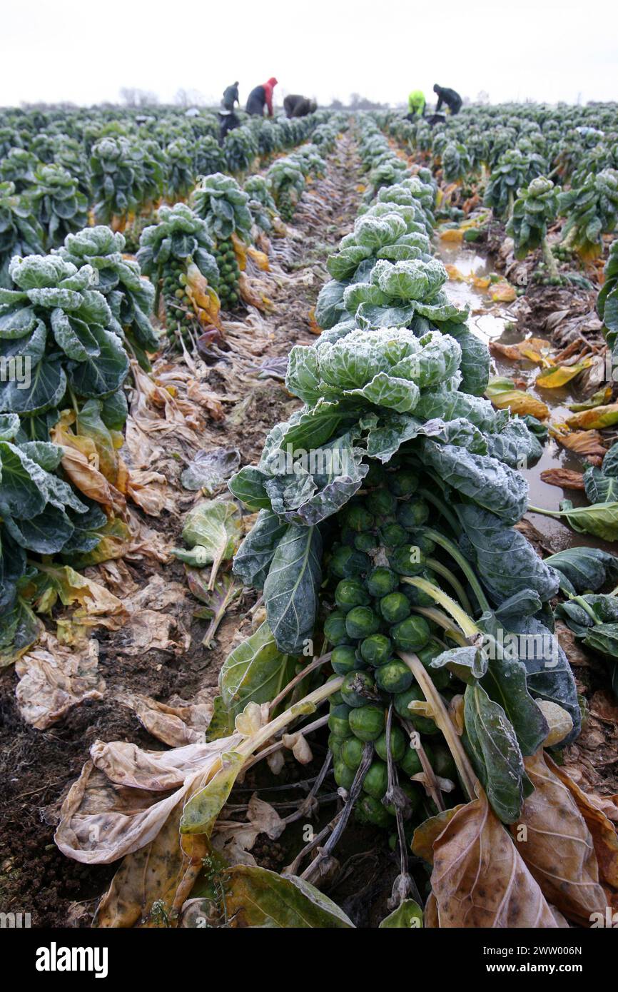 06/12/10 AUJOURD'HUI PHOTO ...avec certains des plus grands producteurs de Sprout de Bruxelles du pays disant que le grand gel pourrait causer une pénurie de végétabl saisonnier Banque D'Images
