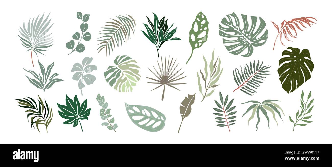 Ensemble de différents dessins vectoriels de feuilles tropicales. Illustration de Vecteur