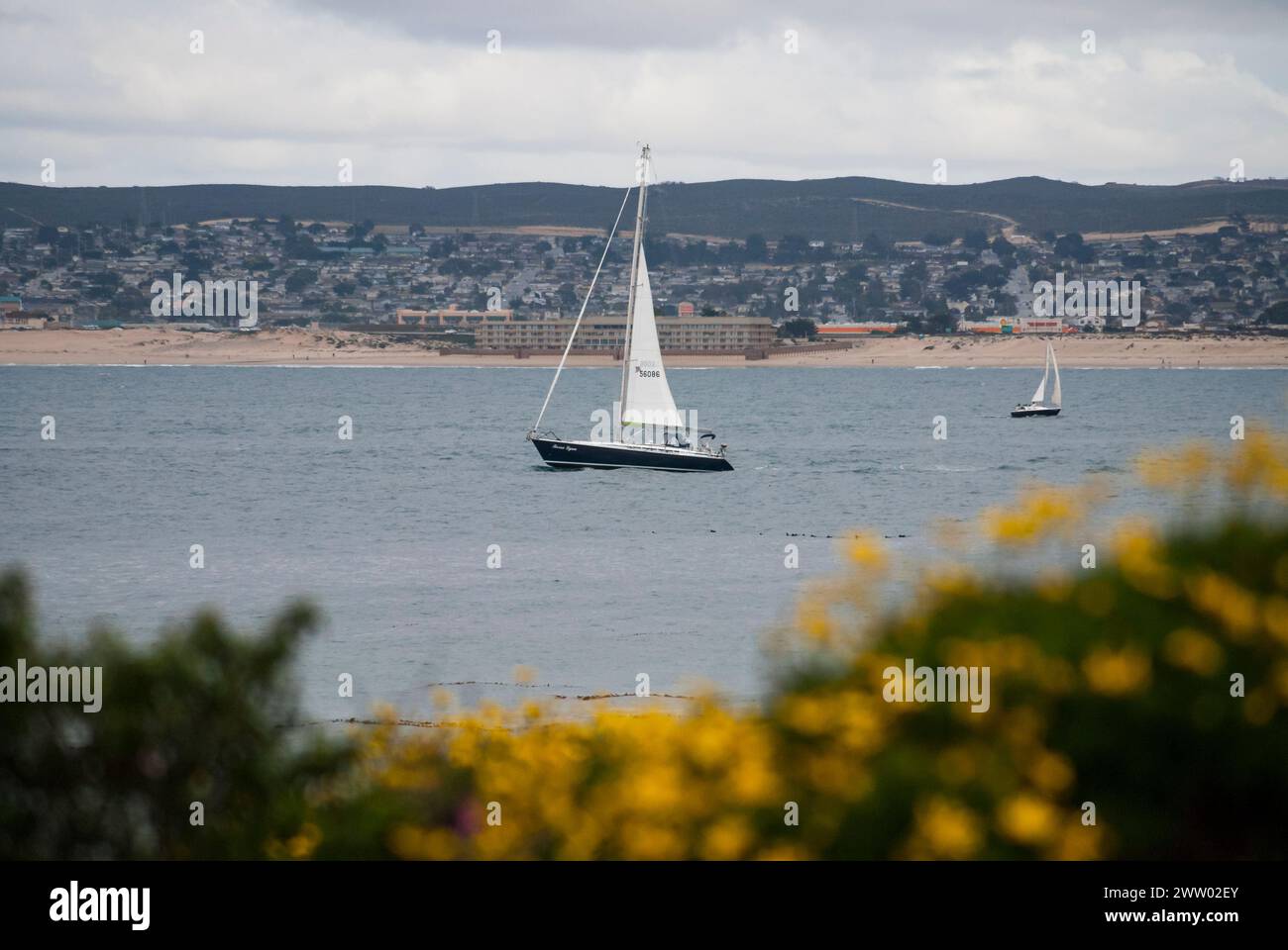 Un voilier traverse la baie de Monterey avec la communauté et les plages de Monterey et Seaside au loin, encadrées par des fleurs jaunes au premier plan. Banque D'Images