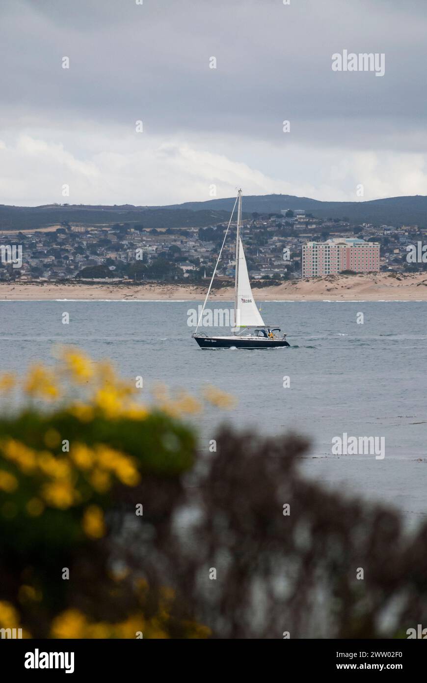 Un voilier traverse la baie de Monterey avec la communauté et les plages de Monterey et Seaside au loin, encadrées par des fleurs jaunes au premier plan. Banque D'Images