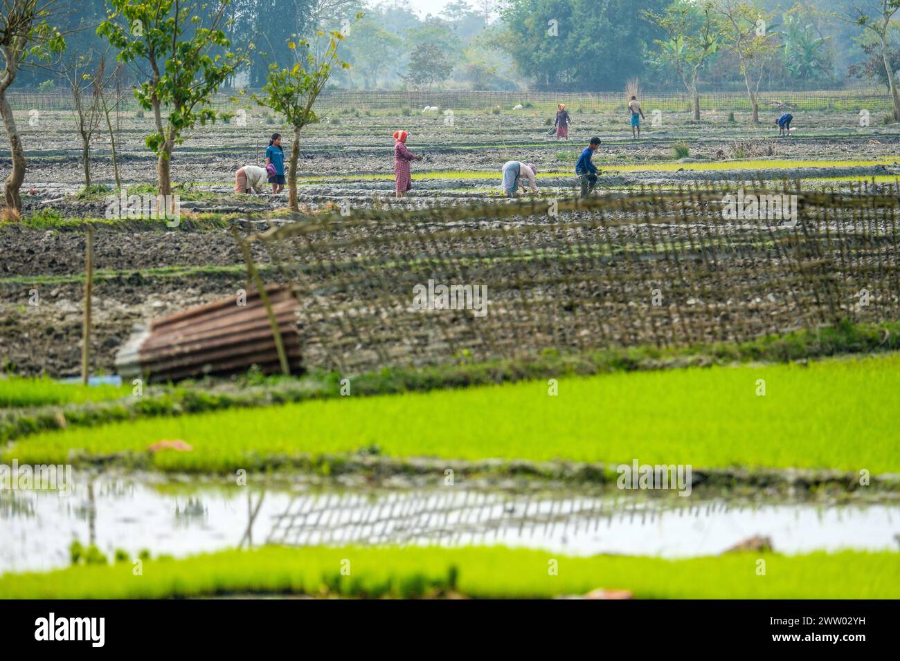 Agriculture traditionnelle sur l'île de Majuli, Assam, Inde Banque D'Images